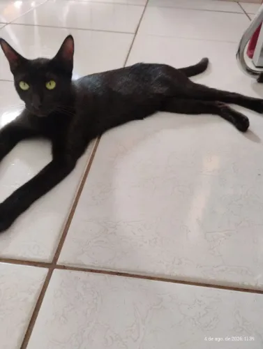 Gata mansa e castrada