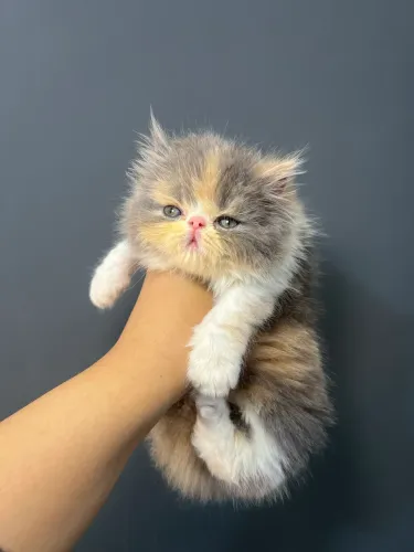 Gata Persa Tricolor Disponível Para Reserva