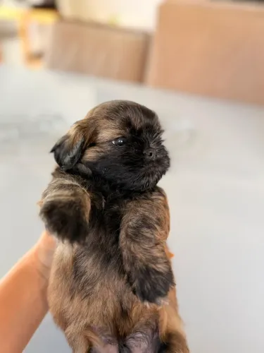 ? Filhotes de Shih Tzu Chocolate - Últimas Unidades! ?