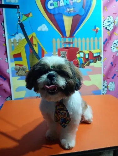 Doação Shitzu macho 