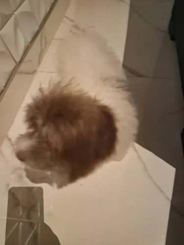 Vendo esse cachorro shituz