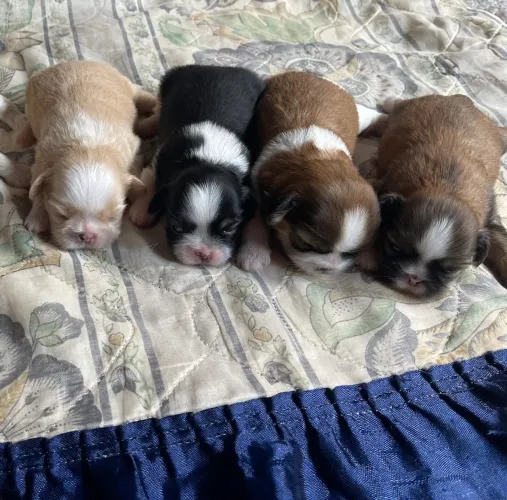 Cachorro shitszu