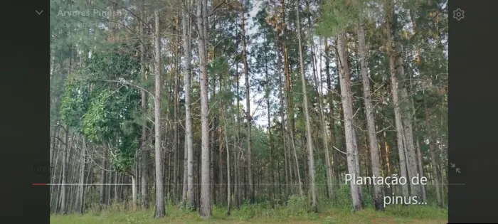 Fazenda de Pinus 1.500 alqueires plantados 20 a 25 anos,em cruz machado PR. R$:800 milhões