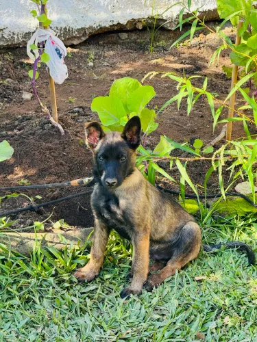 Pastor Belga Malinois 