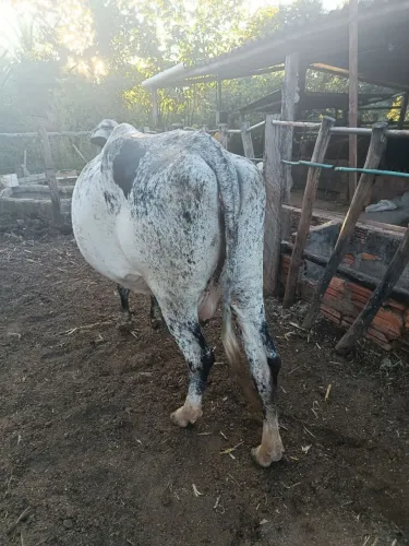 Vaca de Leite