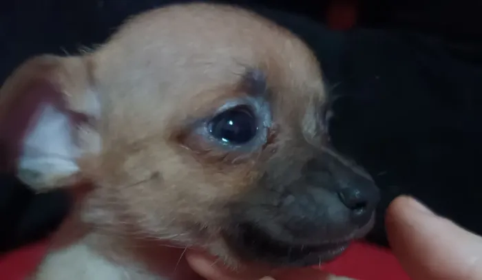 Vendo filhote Pinscher 