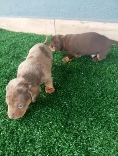 Basset teckel filhote disponivel