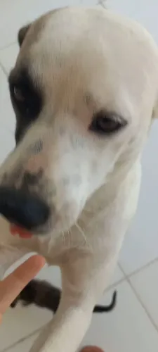 doação de pet