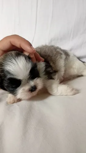 Filhote de shih tzu