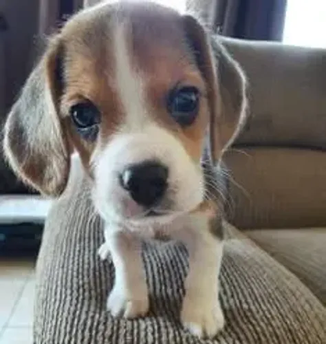 Beagle Conheça seu próximo companheiro hoje