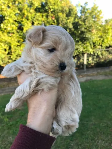 Última Fêmea de Poodle da Ninhada 