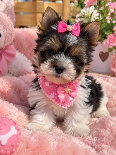 Yorkshire fêmea mini biewer terrier perfeita! Promoção