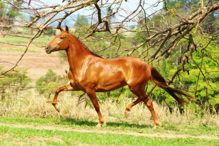 Egua Mangalarga Marchador