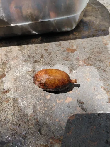 SEMENTE DE CUMARU, RECEM COLETADAS.