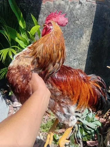Galo de raça 