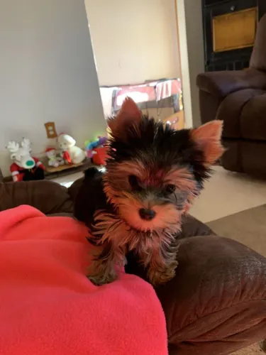 Lindo  filhote de Yorkshire mini macho