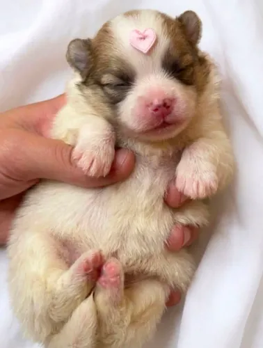 Sptiz alemao anao Linhagem Importada o famoso Lulu da Pomerania