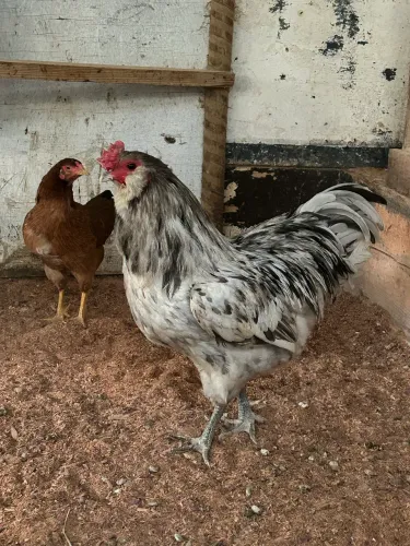 Frangos Ameraucana splash e um frango GSB mil flores