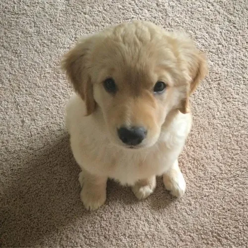 Filhotes de Golden Retriever | Um filhote com muito carisma.