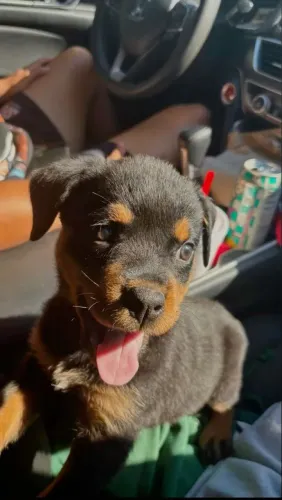 Rottweiler Qualidade, presença e companheirismo em um só filhote.