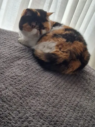 Gata persa puríssima