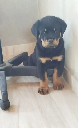 Filhotes Machos De Rottwailer..Ótima Linhagem