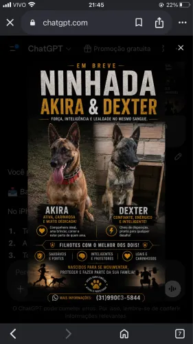 Filhotes pastor belga Malinois