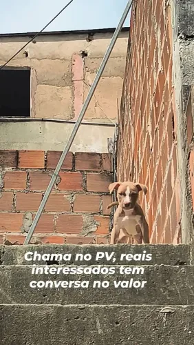 VENDO FILHOTE DE PITBULL