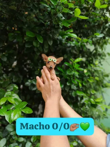 Pinscher n 0 vacinado com 65 dias