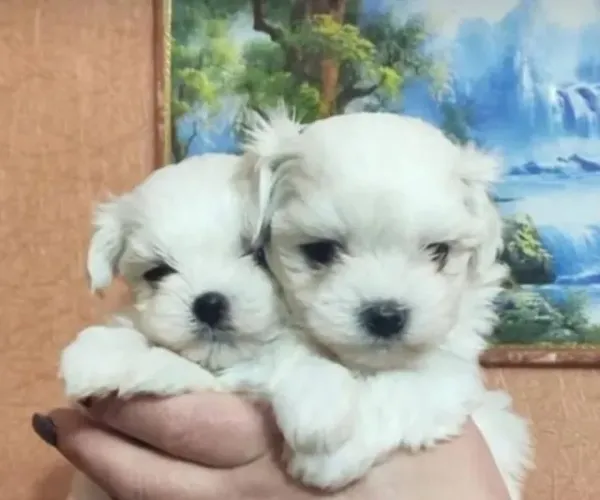 Maltês Mini Filhotes Adoram Brincar.