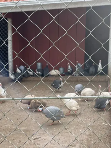 Ovos galados de Angola