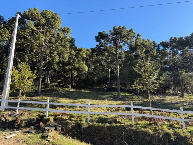 Sítio próximo à vinícola Pericó - São Joaquim SC