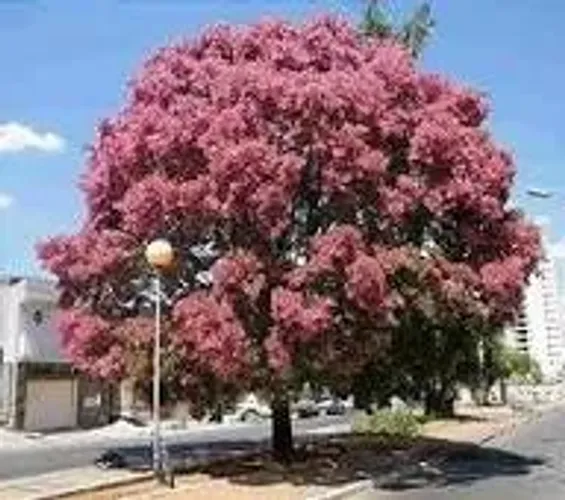 Cedro rosa 