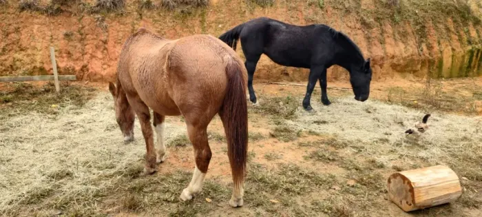 Egua Cavalo