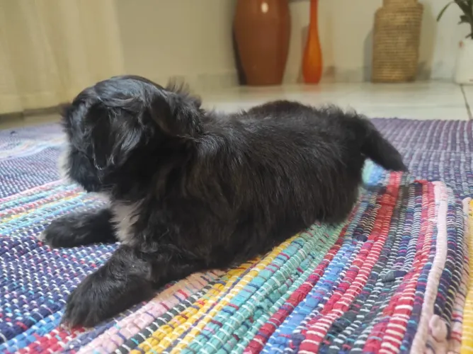 Cachorro 