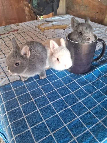 Coelhos 
