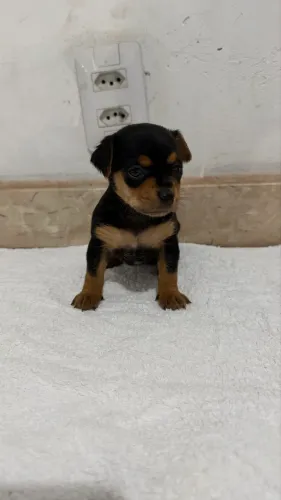 Pinscher 0 machos e fêmeas