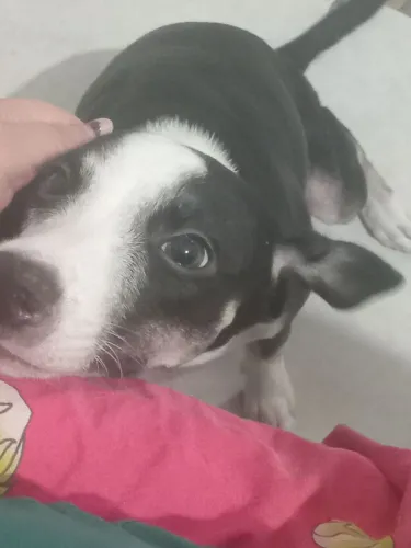 Doação de cachorro raciado urgente 
