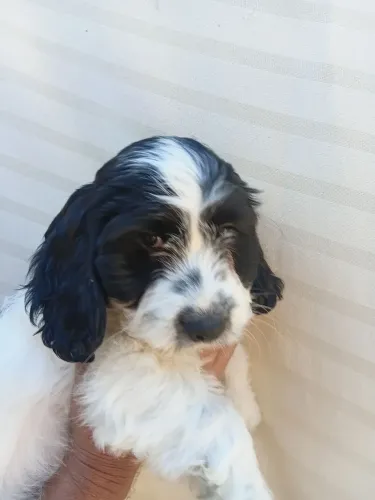Cocker spaniel com lhasa Apso 