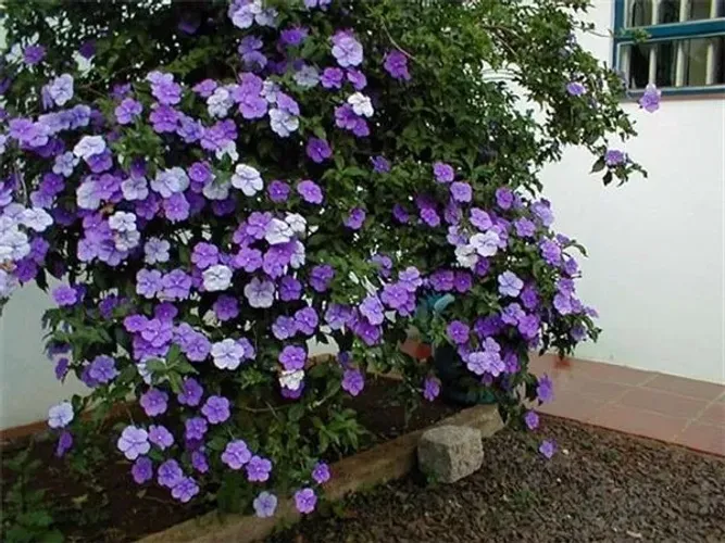 Vendo Mudas de Manacá Mirim - Guarulhos