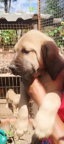 FILHOTE FILA BRASILEIRO