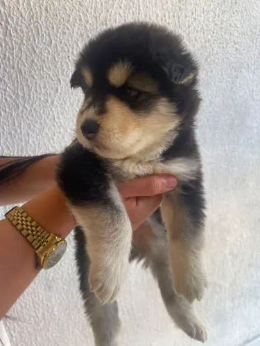 Husky siberiano