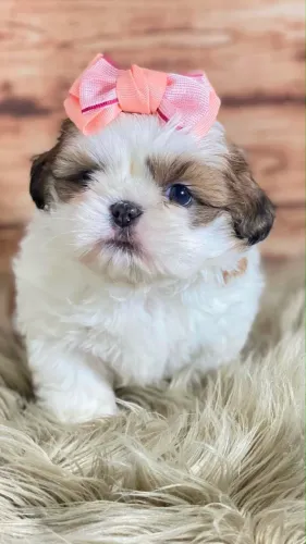 Shihtzu mini fêmea e macho parcelamos em até 12x