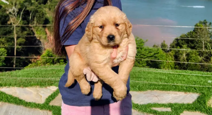 Golden Retriever