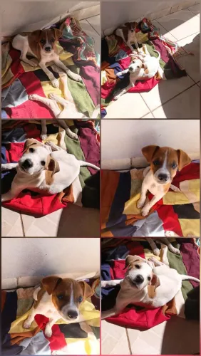 Cachorros para adoção