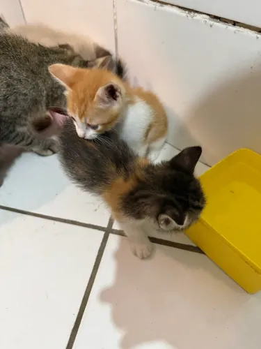 Doação de gatos