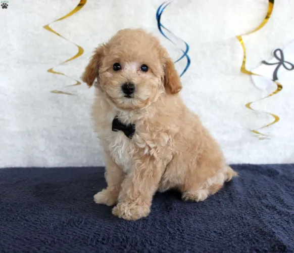 Poodle Toy | Filhotes incríveis disponível 