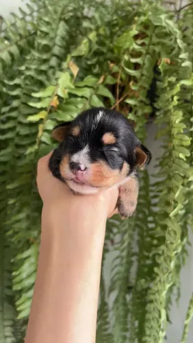 York shire tamanho padrão com 20 dias dourado e Terrier