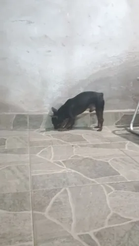 Pinscher macho 