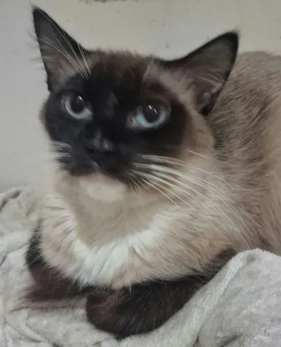 Gata para doação